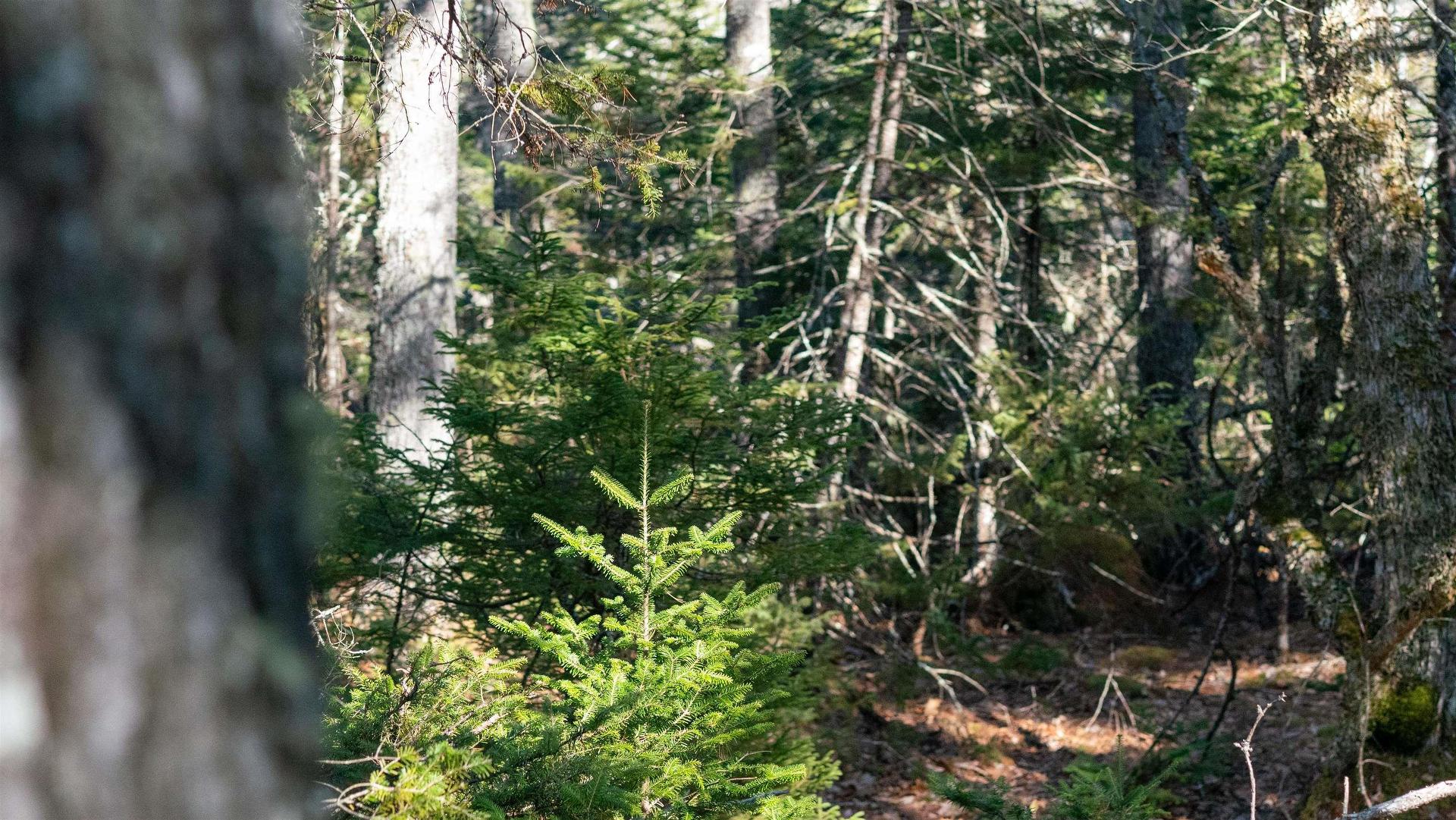 Lot 14 Maple Drive, Lower Ohio, NS