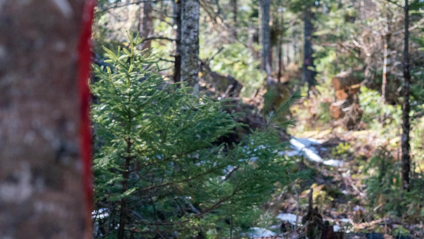 Lot 14 Maple Drive, Lower Ohio, NS