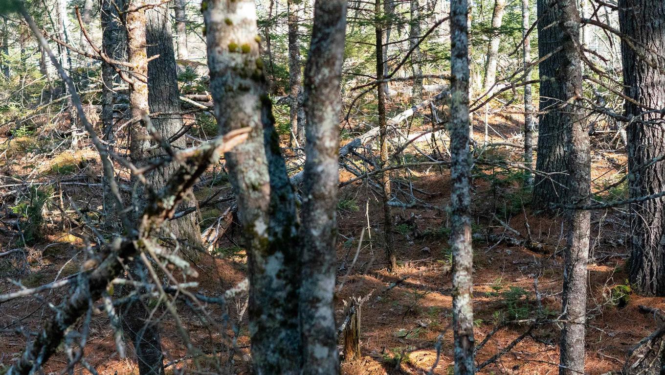Lot 14 Maple Drive, Lower Ohio, NS