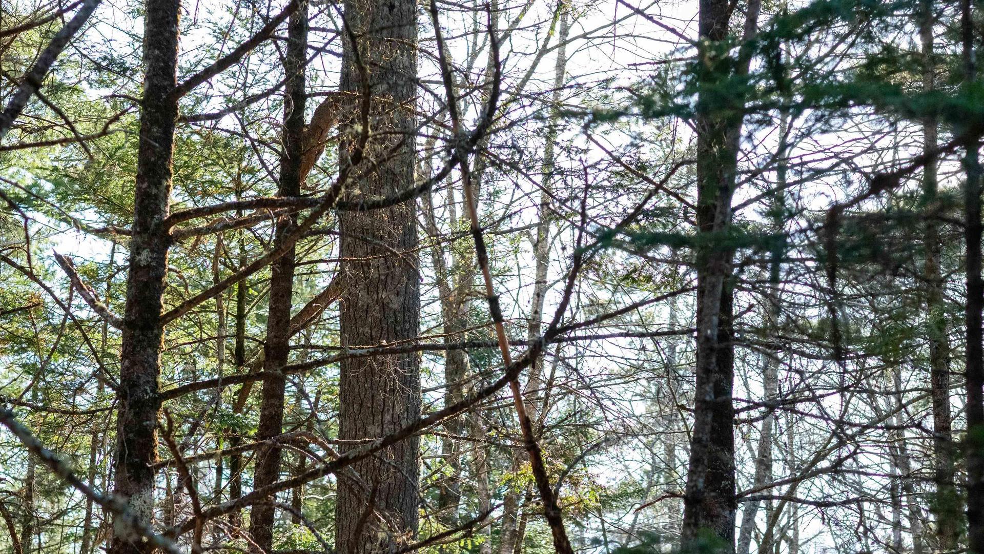 Lot 14 Maple Drive, Lower Ohio, NS