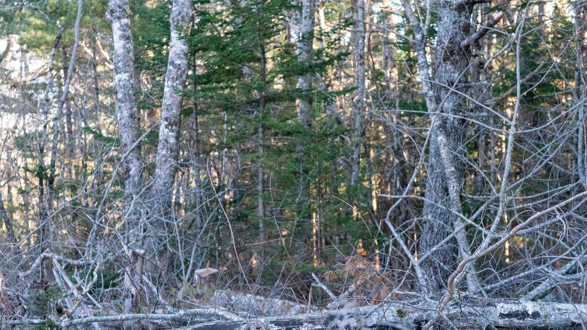 Lot 14 Maple Drive, Lower Ohio, NS