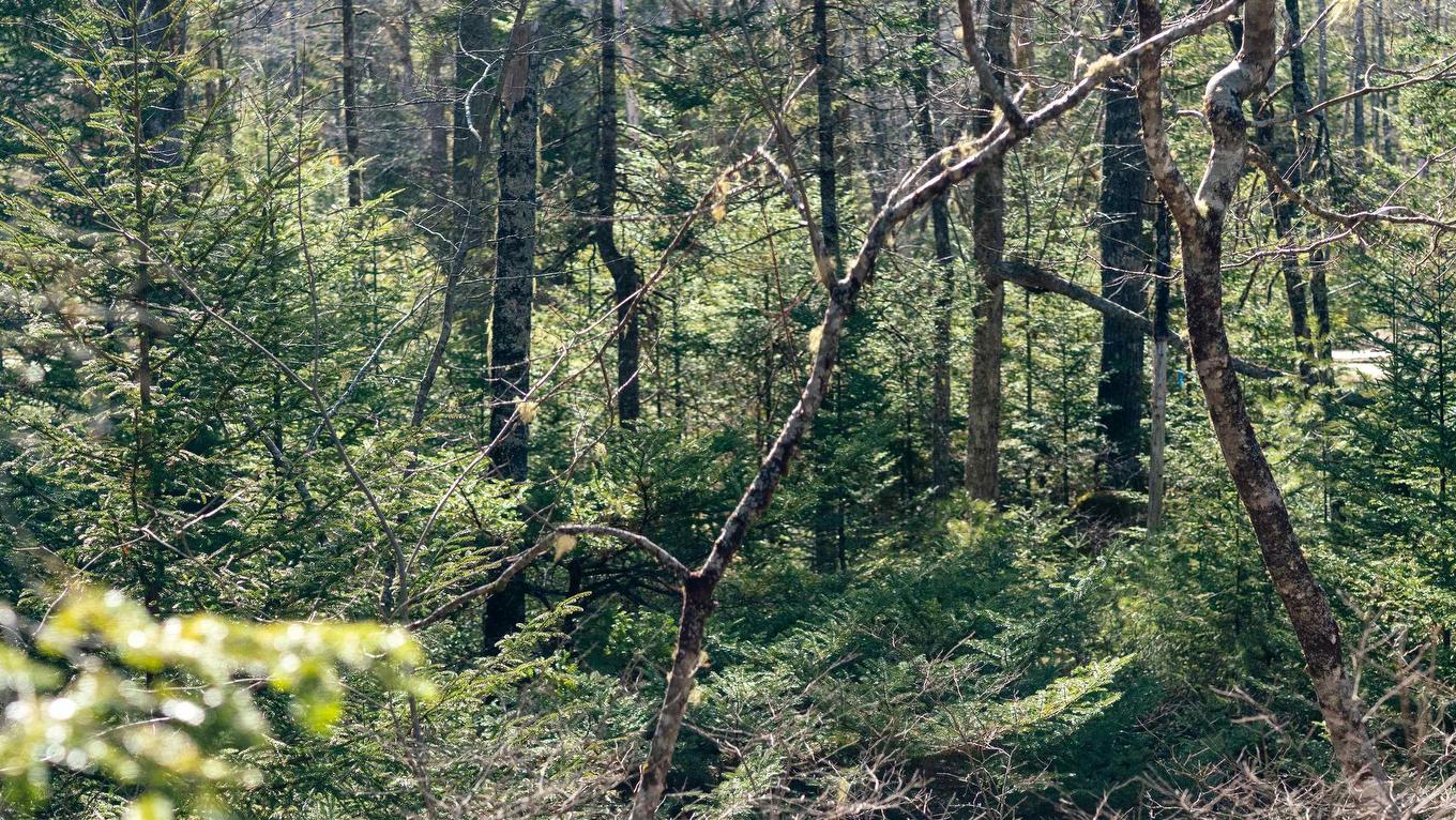 Lot 14 Maple Drive, Lower Ohio, NS