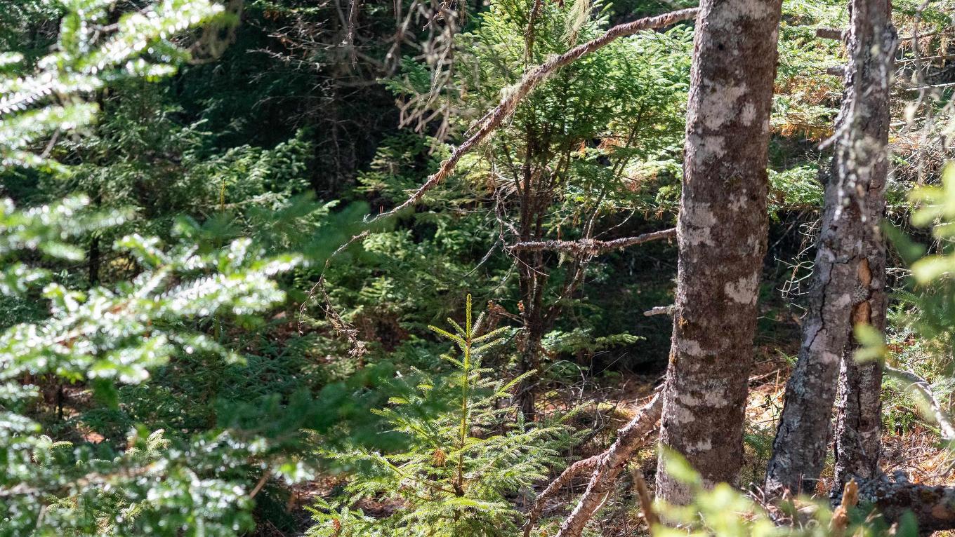 Lot 14 Maple Drive, Lower Ohio, NS