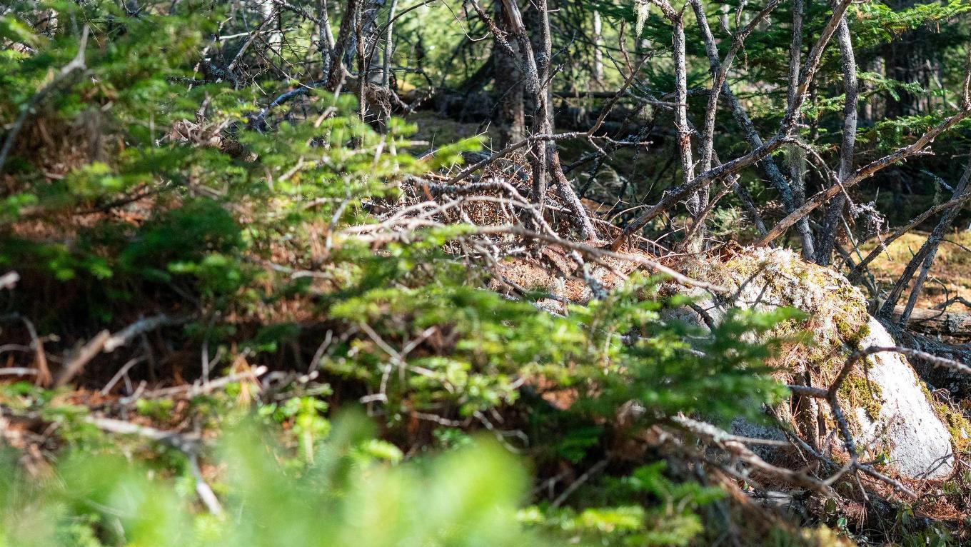 Lot 14 Maple Drive, Lower Ohio, NS