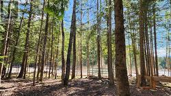 Crawford Creek forest -