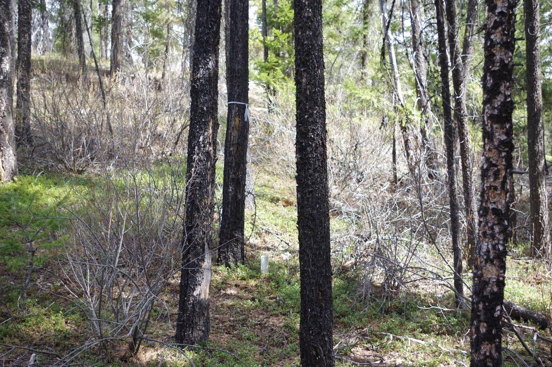 55 Lakeview Lot A Dl 5637 Lakeview Rd Road, Gold Bridge, BC - Outdoor With View