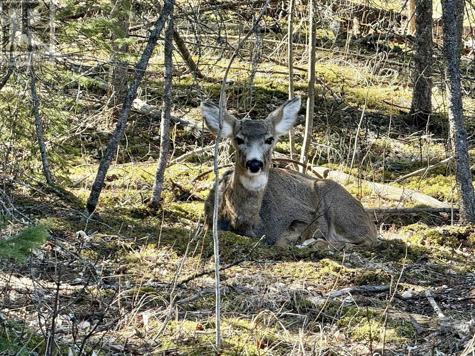 4885 Tattersfield Place, 108 Mile Ranch, BC