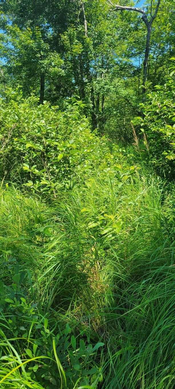 Lot 47 Bolivar Road, Waterloo, NS