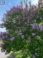 Lilacs surrounding home in spring -