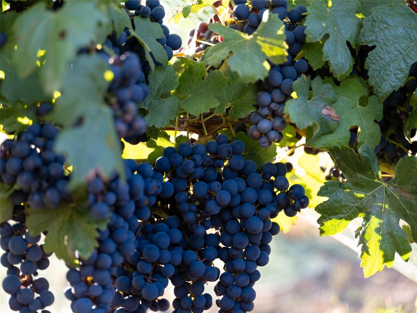 840 Cherry Point Rd, Cobble Hill, BC