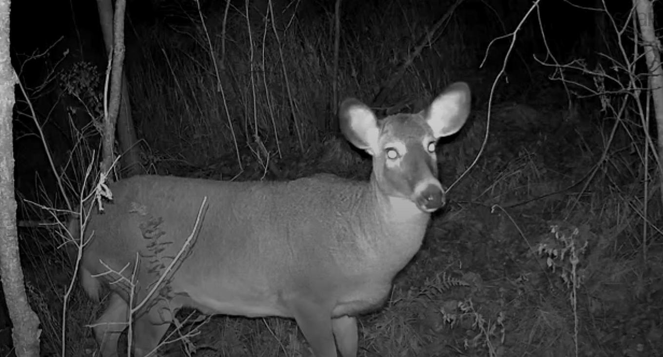 Old Halifax Road, Salt Springs, NS