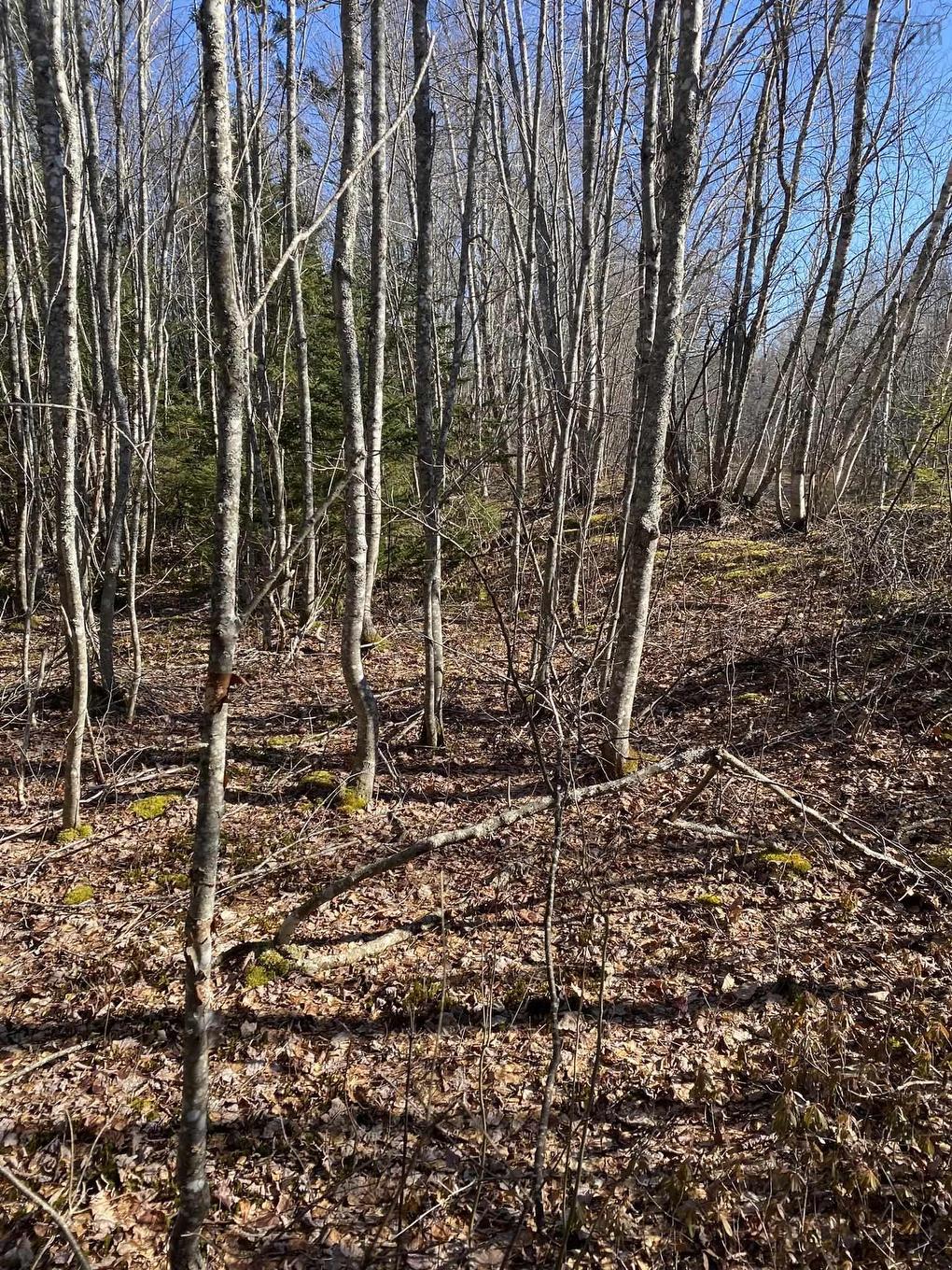 Old Halifax Road, Salt Springs, NS