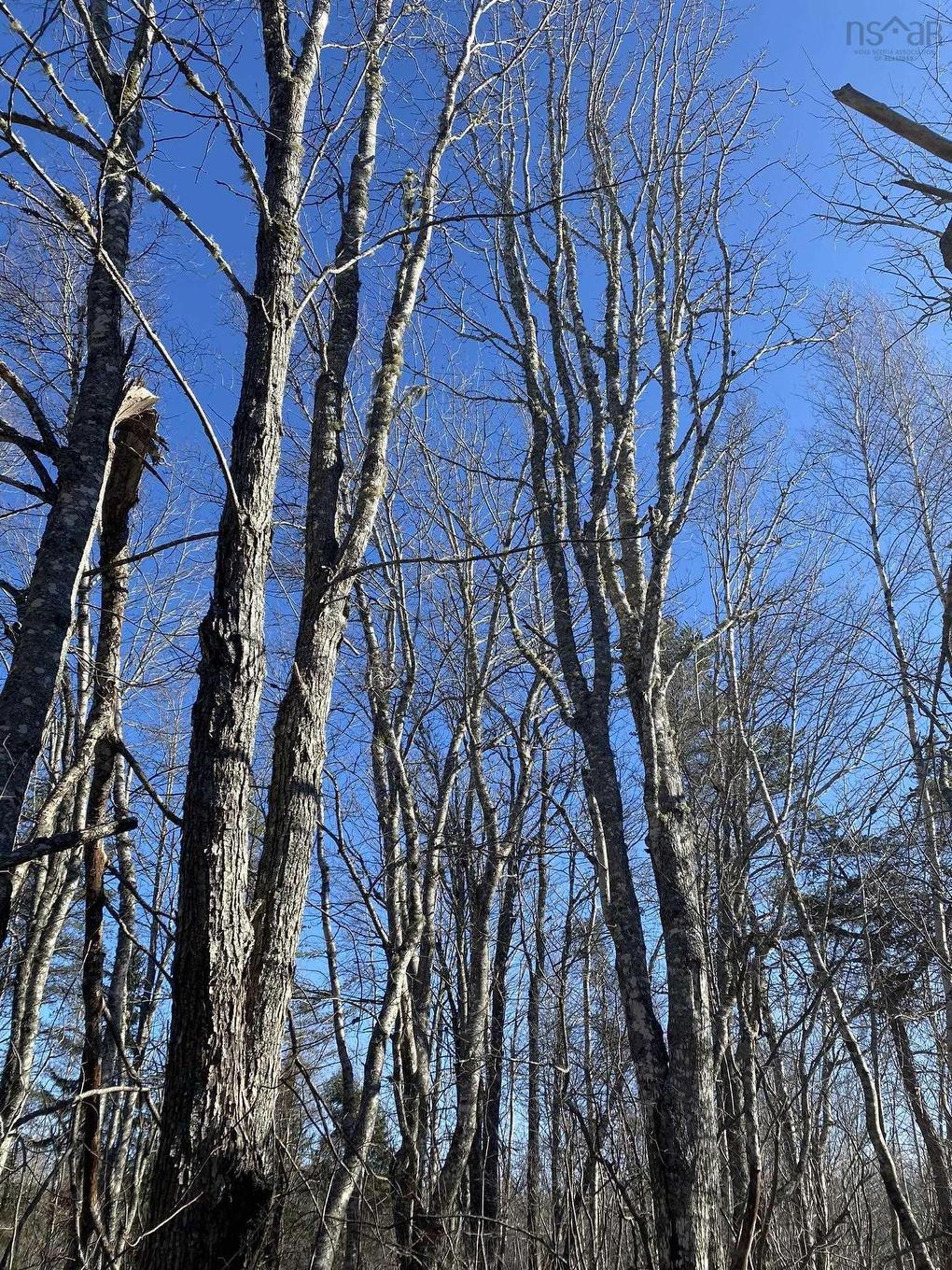 Old Halifax Road, Salt Springs, NS