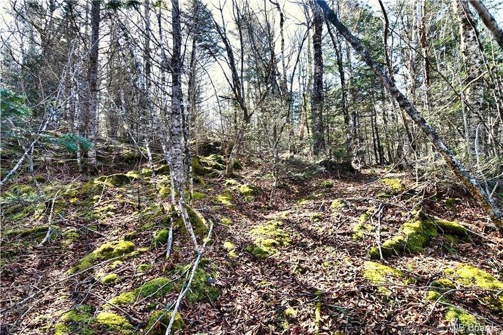 Lot 88-109 Bunker Hill Rd, Wilsons Beach, NB