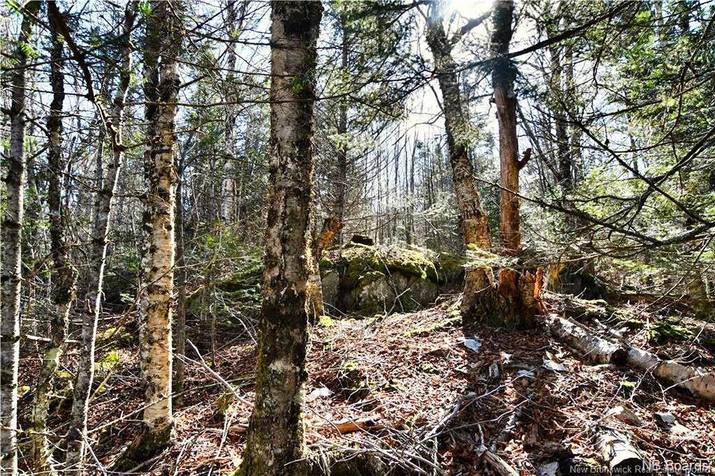 Lot 88-109 Bunker Hill Rd, Wilsons Beach, NB