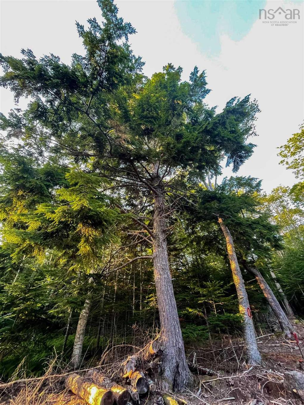 Lot 10 White Birch Landing, Islandview, NS