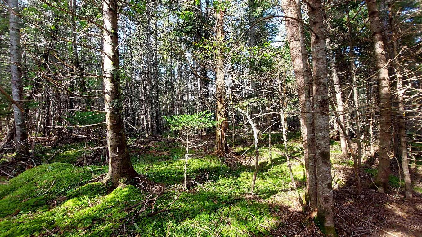 Lot 7 Lower River Rd, Cleveland, NS