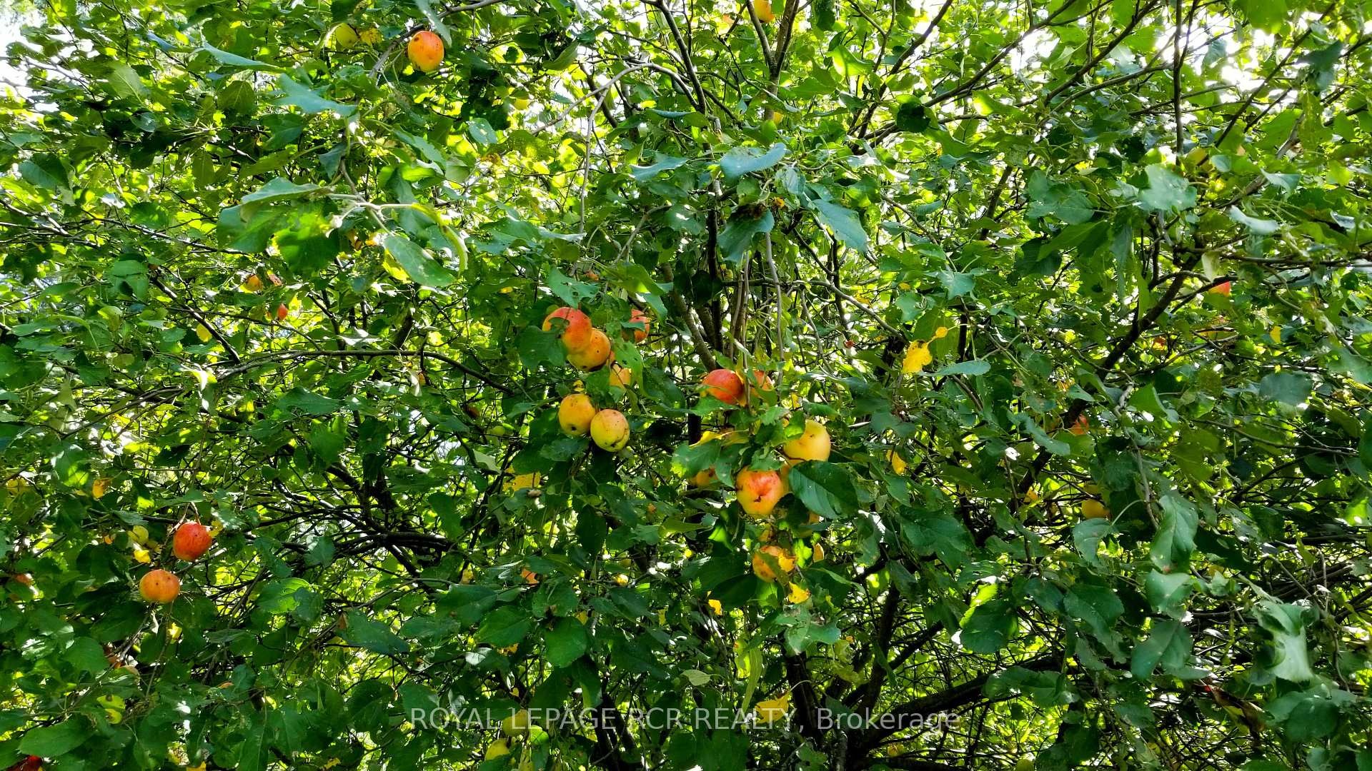 Lot 31 9 County Road, Melancthon, ON