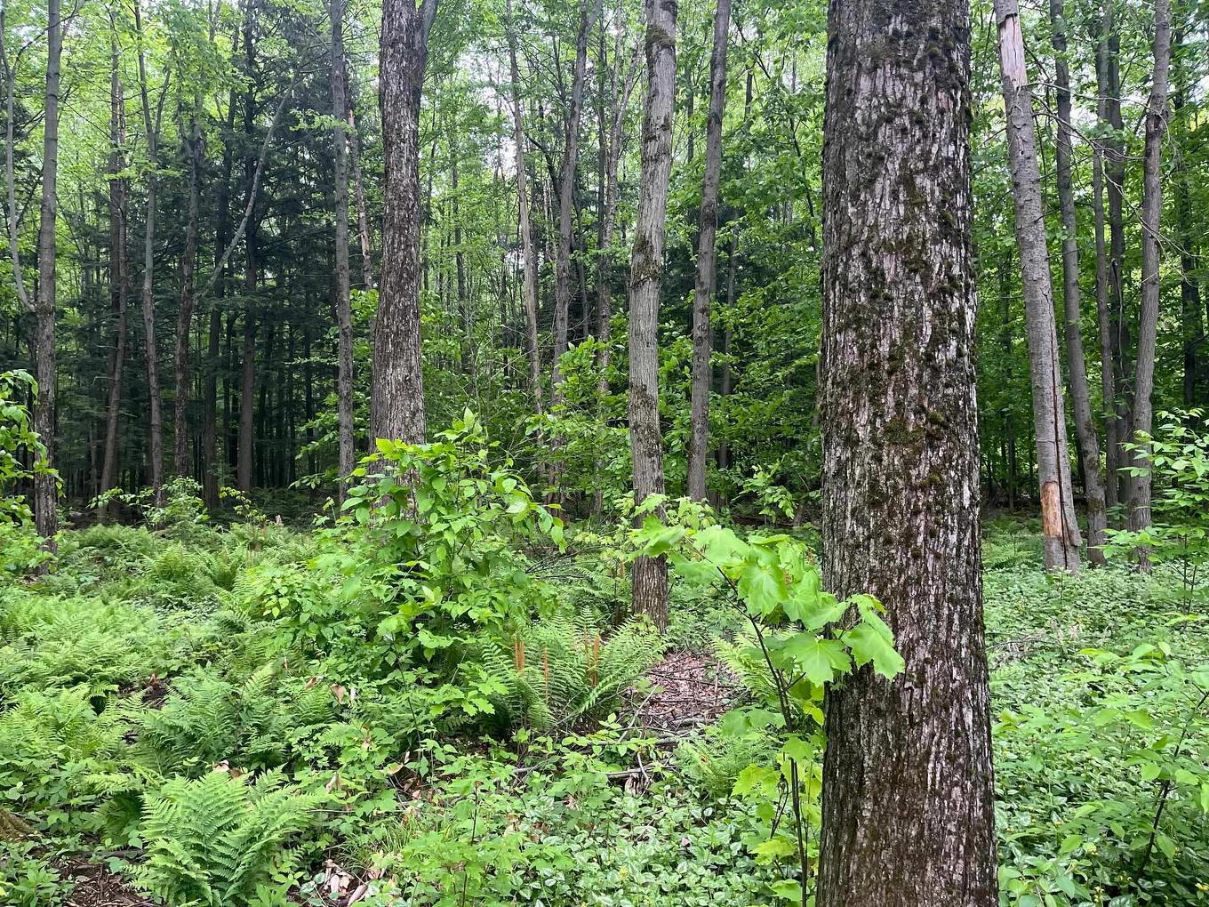 Backyard - 2043 Av. Pierre, Mascouche, QC - Outdoor