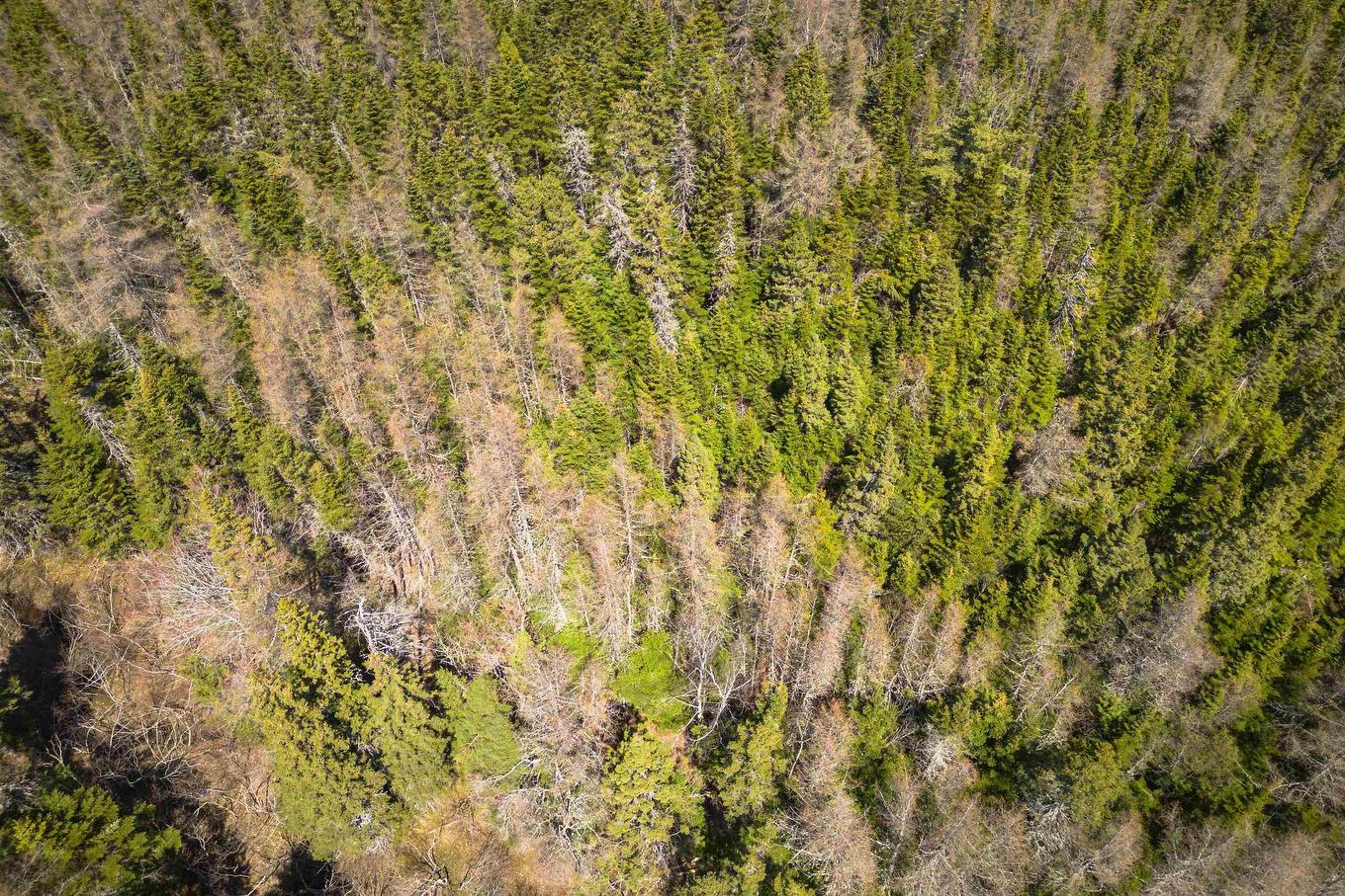 Lot 6 Highway 4, Cleveland, NS