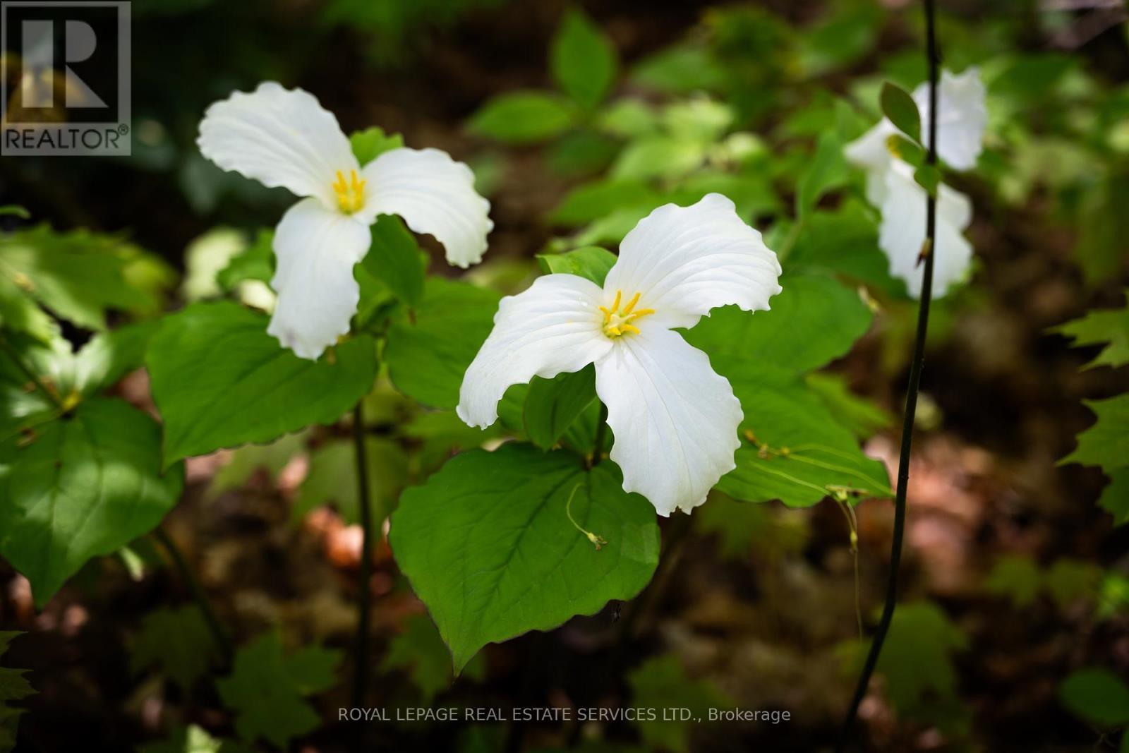 Pt Lot 13 Concession 7 Concession, Georgian Bluffs, ON
