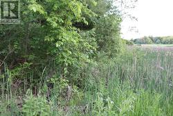 Small area of wetlands deemed insignificant by... -