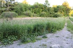 Small area of wetlands near road dry in summer -