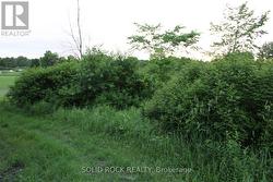 Close up of foliage in same area -