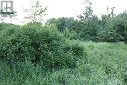 Brush easily cleared to expand existing bldg area -