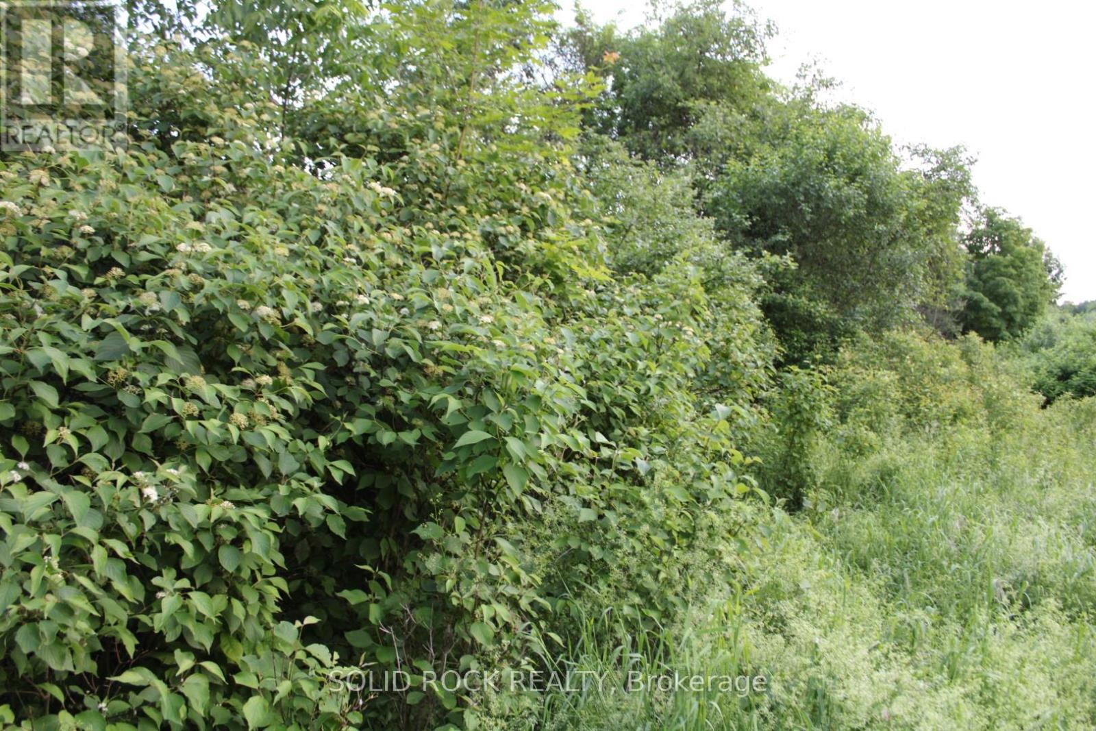 Shrubs at edge of building area - 133 Webster Road, Leeds And The Thousand Islands, ON