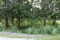 Nice unused acreage across street from lot -