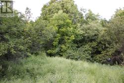 Some very, very beautiful trees on perimetre -