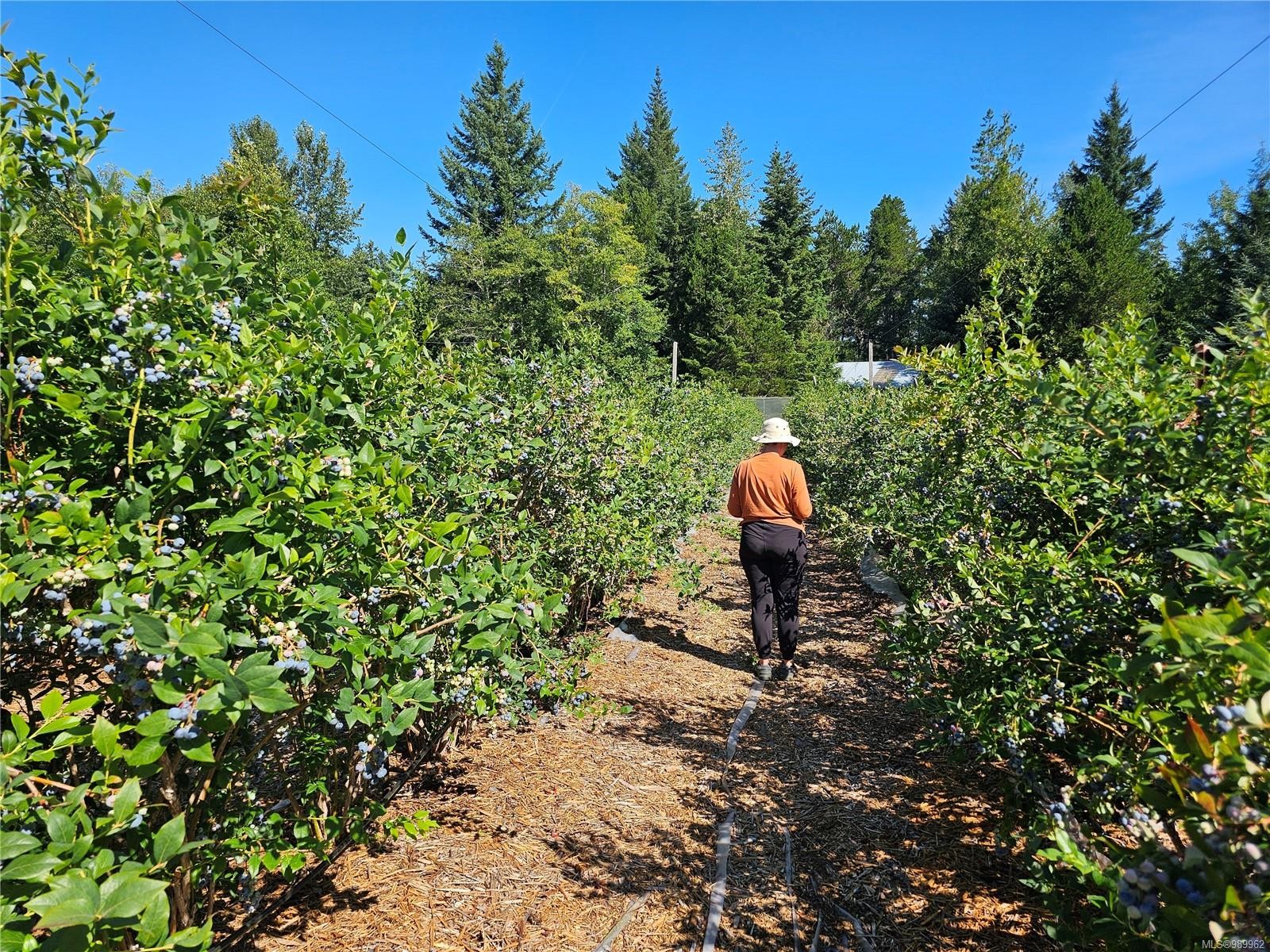 2156 Coleman Rd, Courtenay, BC