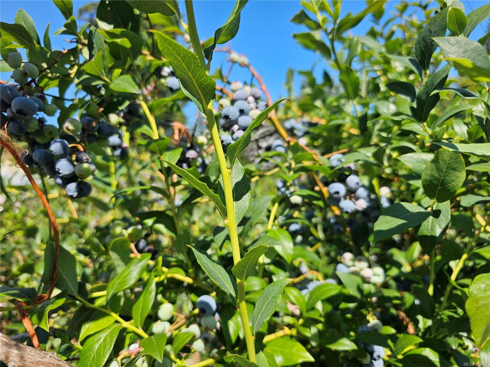 2156 Coleman Rd, Courtenay, BC