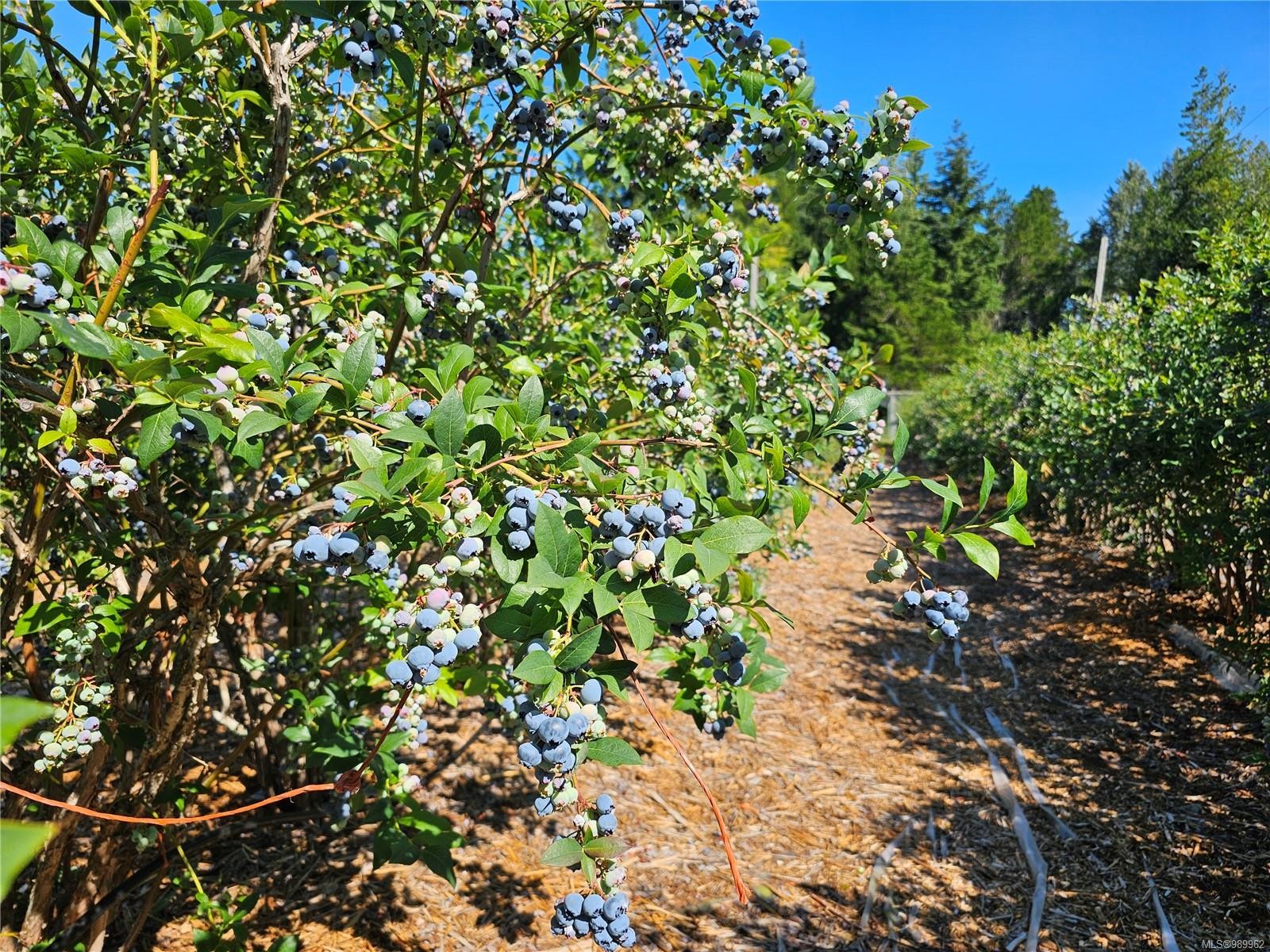 2156 Coleman Rd, Courtenay, BC