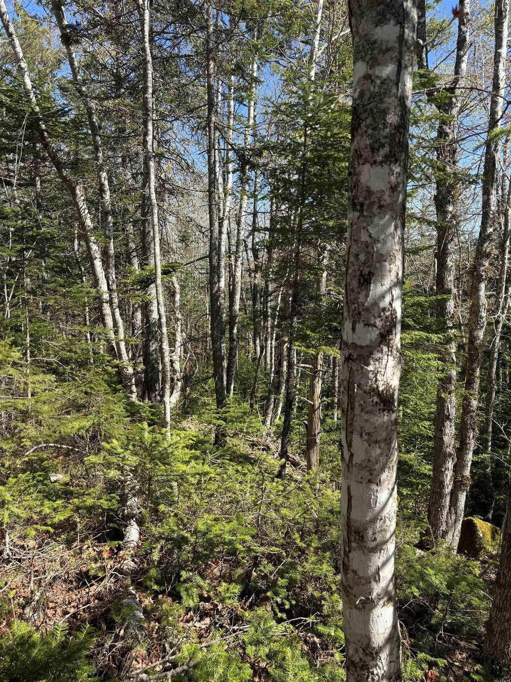 Lot 3 Highway 10, Albany, NS