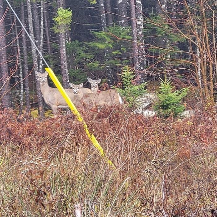 9124 Upper Clyde Road, Welshtown, NS