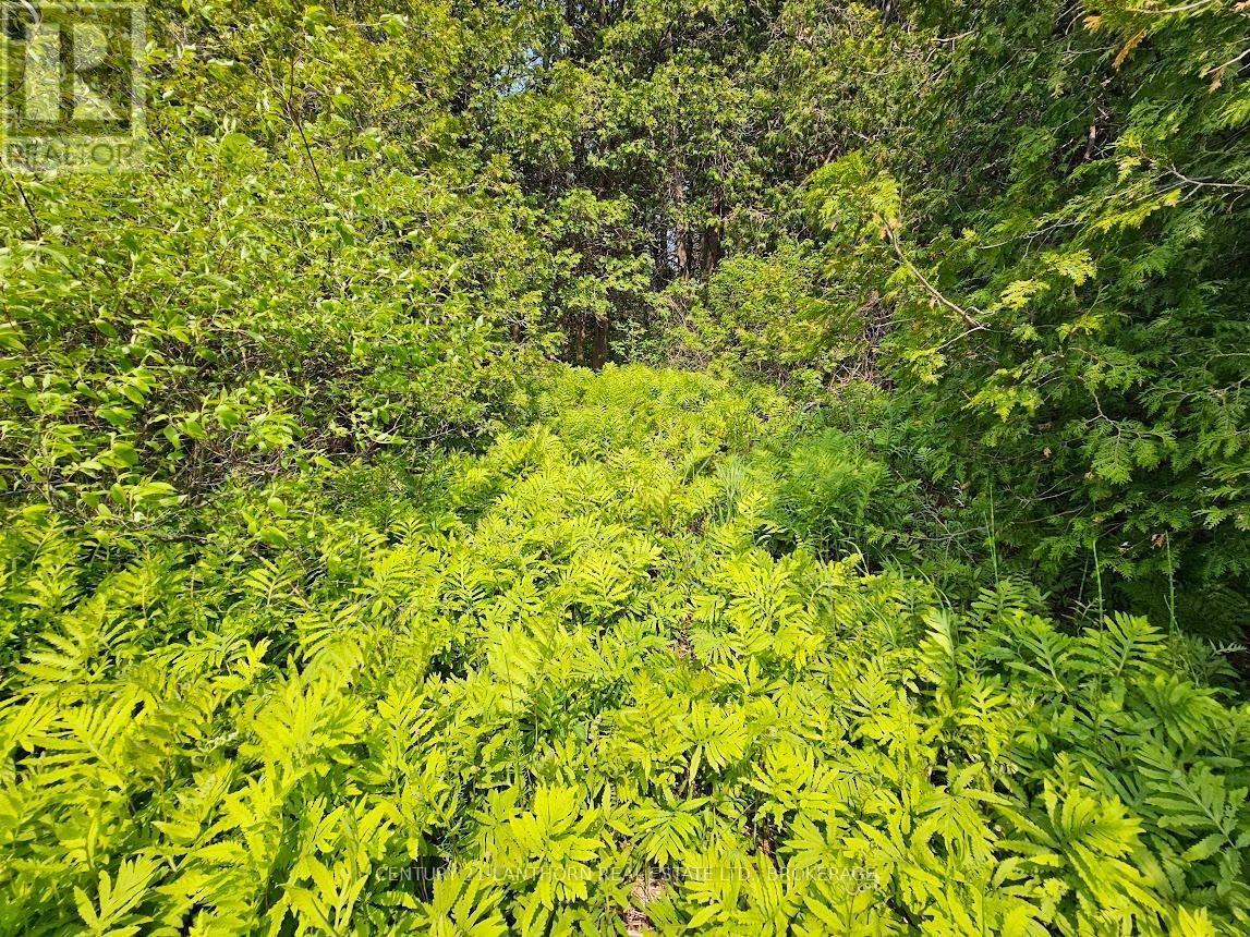 Pathway to water - 0000 Cedarstone Road, Stone Mills (Stone Mills), ON