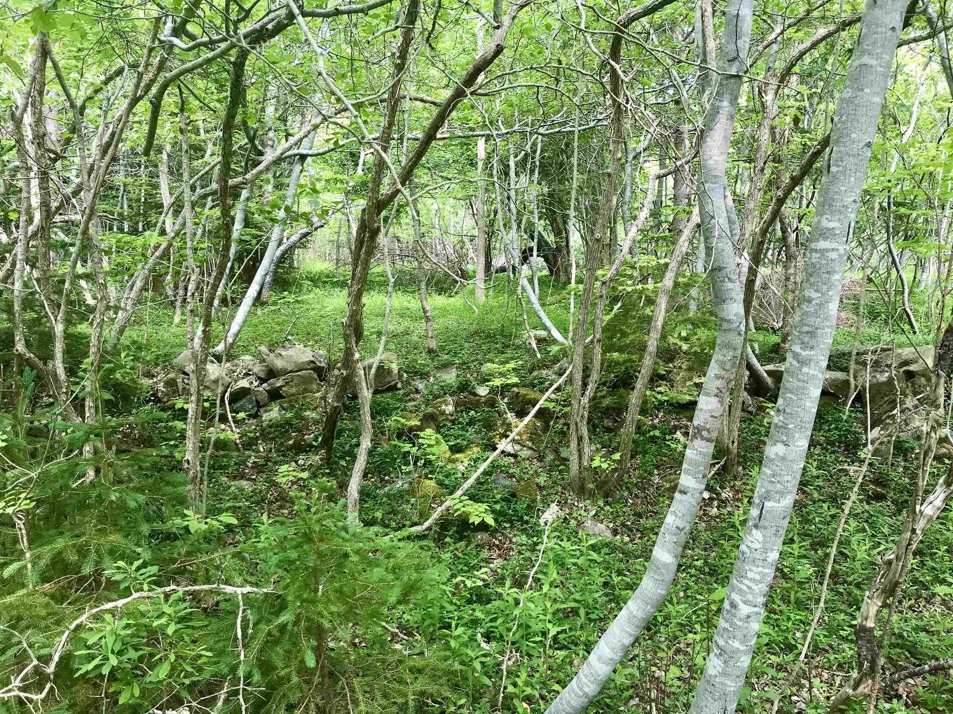 2 Acres Weymouth Falls Road, Weymouth Falls, NS