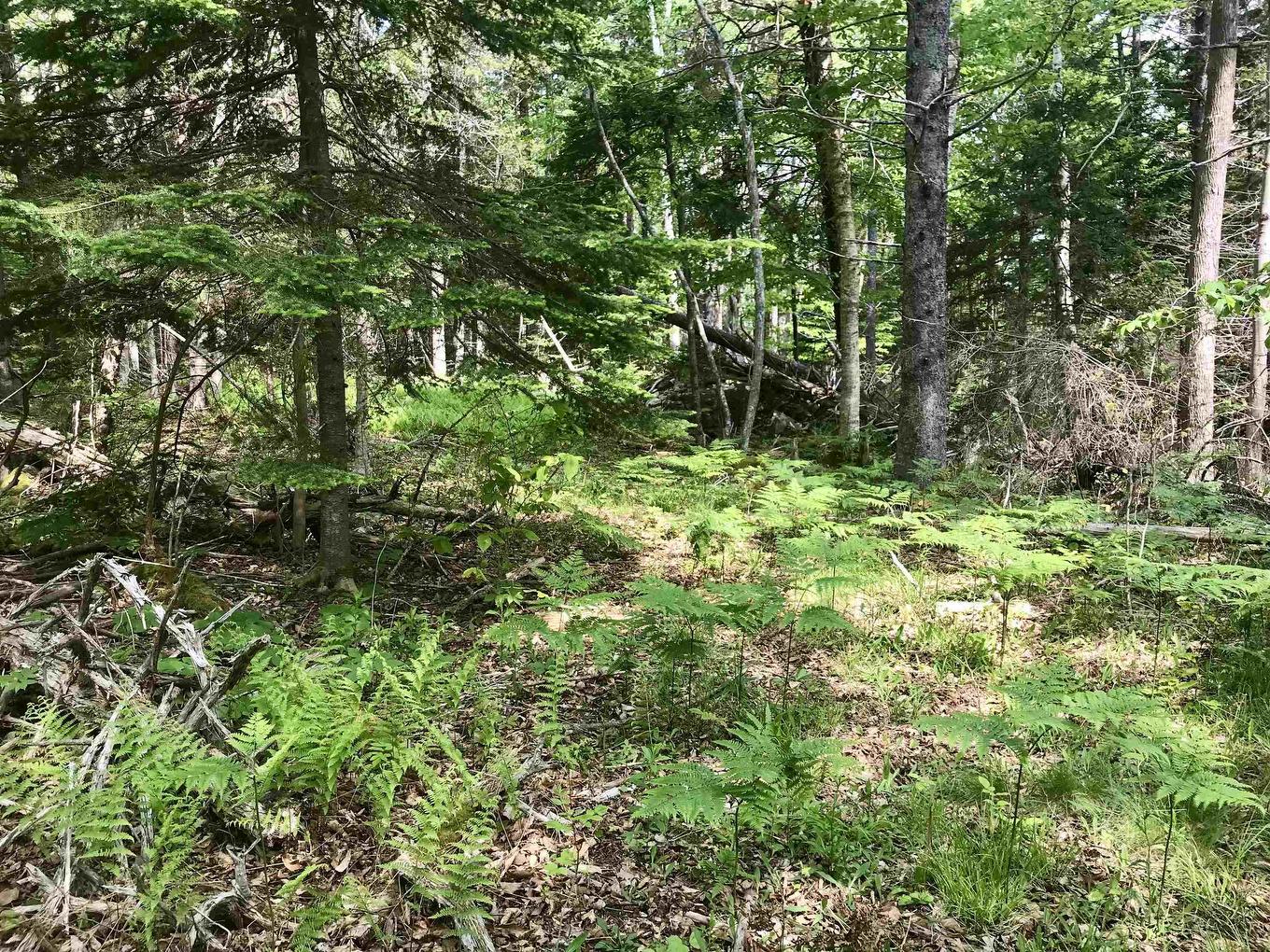 2 Acres Weymouth Falls Road, Weymouth Falls, NS