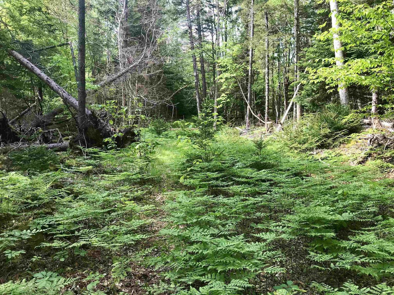 2 Acres Weymouth Falls Road, Weymouth Falls, NS