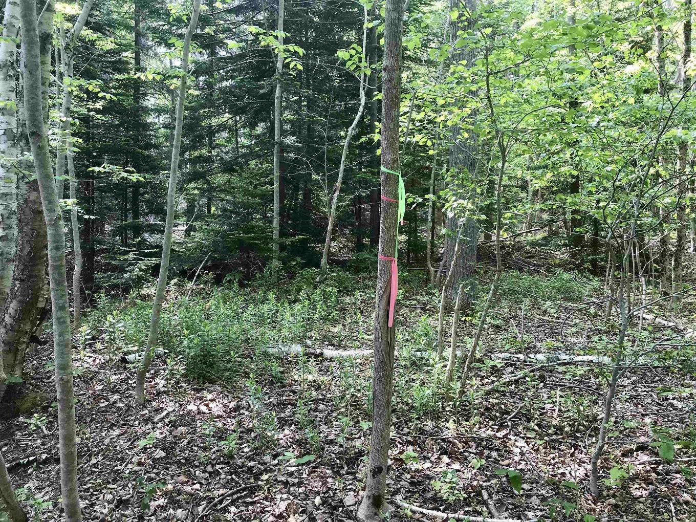 2 Acres Weymouth Falls Road, Weymouth Falls, NS