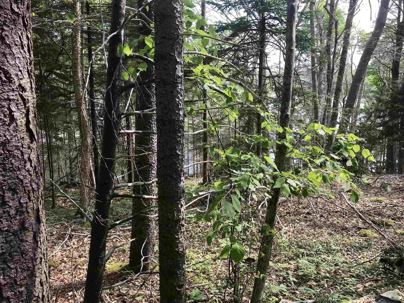 2 Acres Weymouth Falls Road, Weymouth Falls, NS