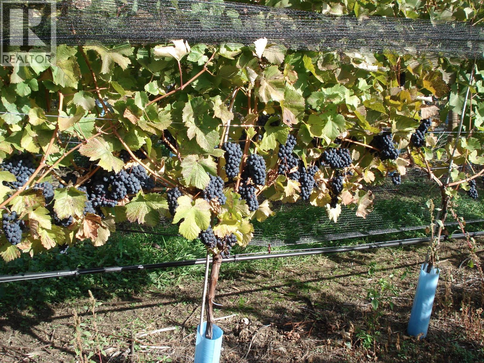 5214 Monro Avenue, Summerland, BC - Outdoor