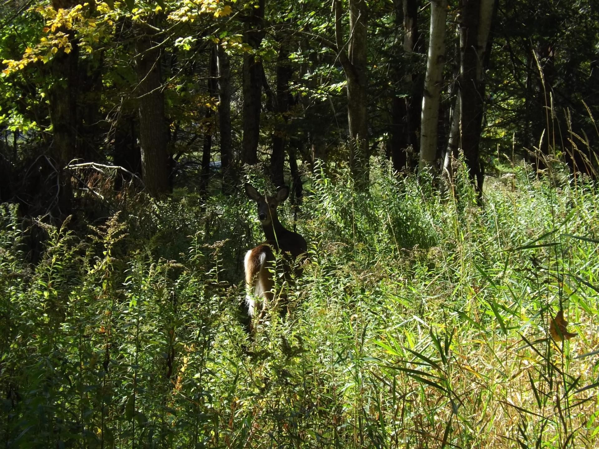 Terre/Terrain - 18 Ch. Dewar, Harrington, QC