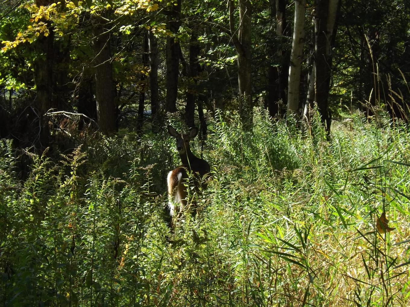 Terre/Terrain - 18 Ch. Dewar, Harrington, QC