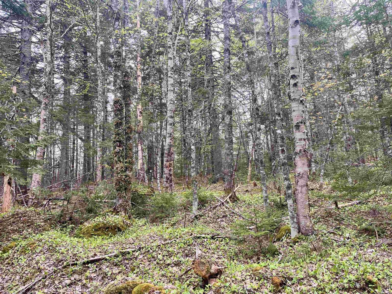 Lot Vb1 Camp Lake Drive, New Ross, NS