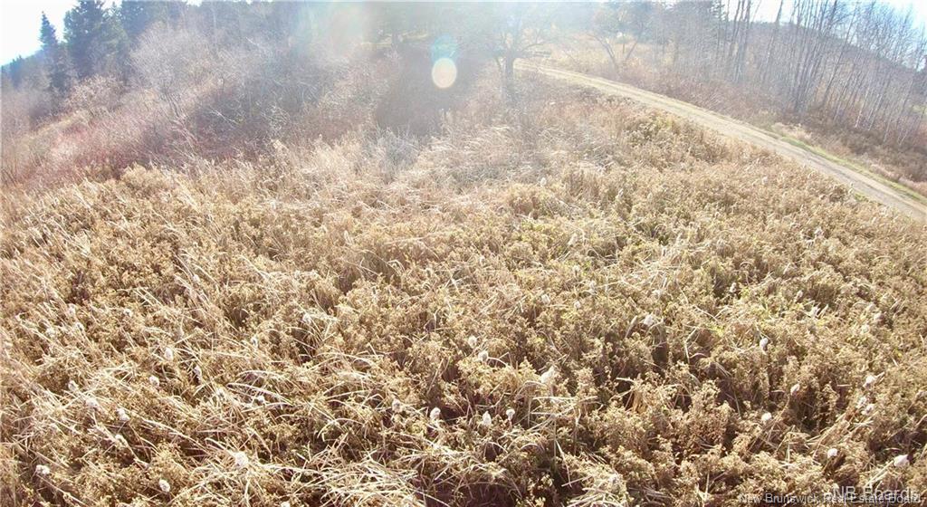 - Ave Des Pionniers, Balmoral, NB