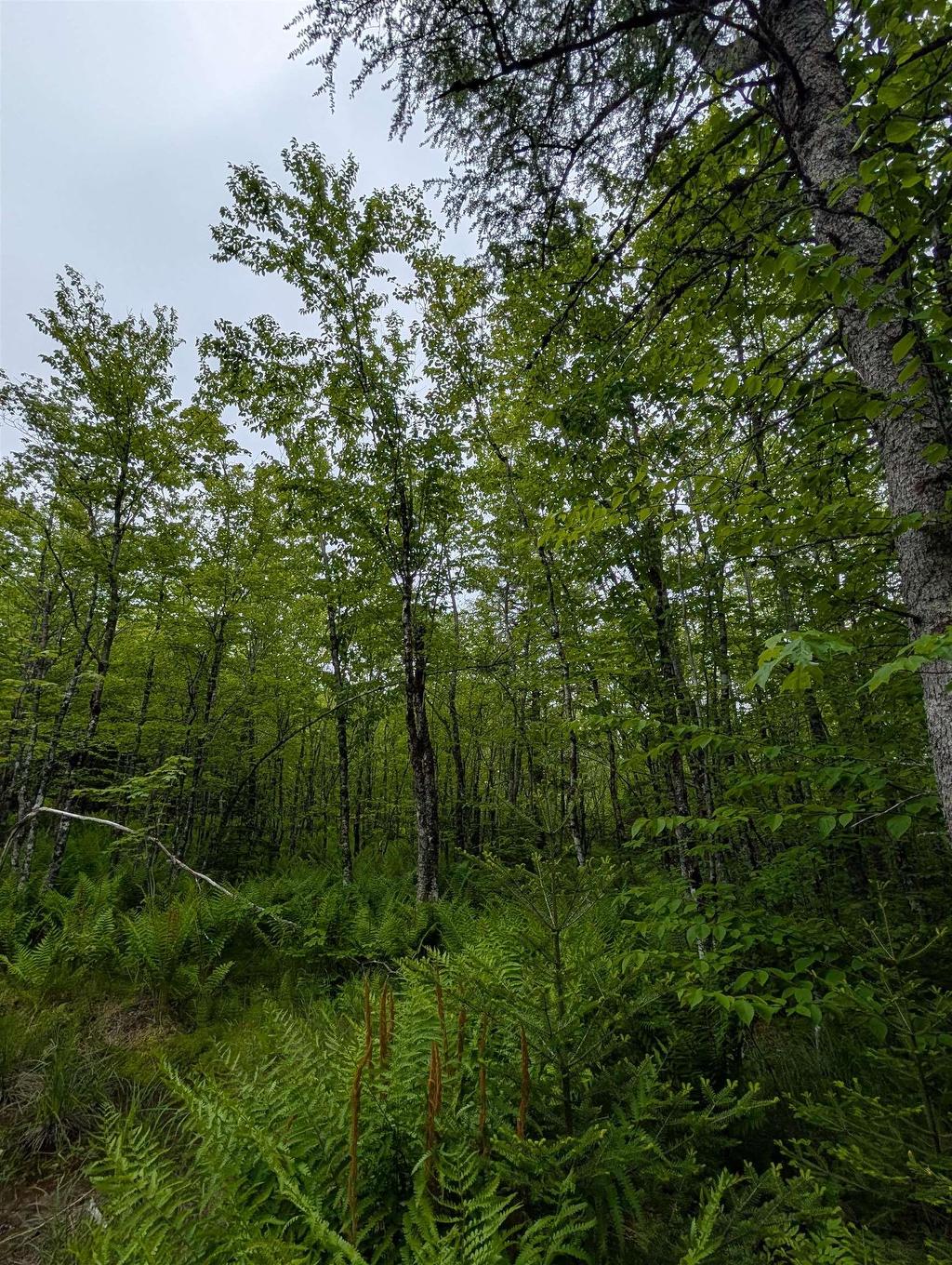 Cm2J Lot Cm2J Mckenzie Lane, Mount Uniacke, NS