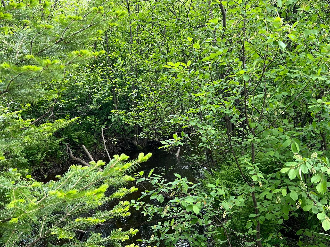 Land/Lot - 4850 Ch. Brassard, Saint-Zénon, QC - Outdoor